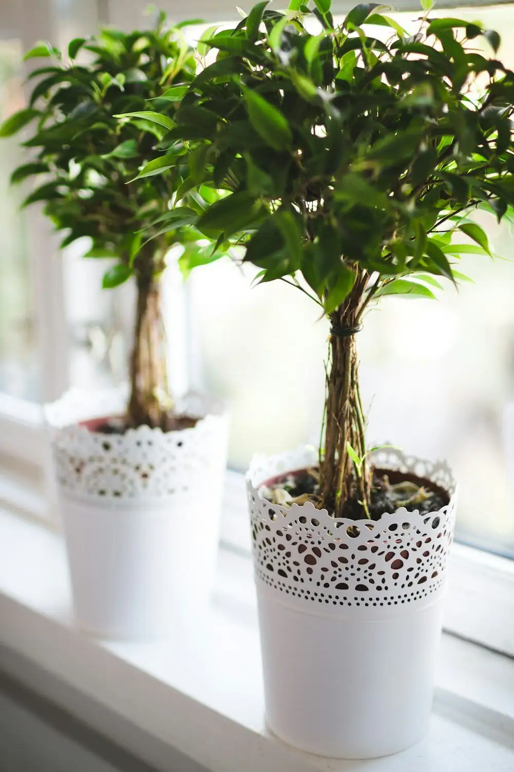 7 Streptocarpus Myths That Sabotage Blooms (and What to Do Instead)
