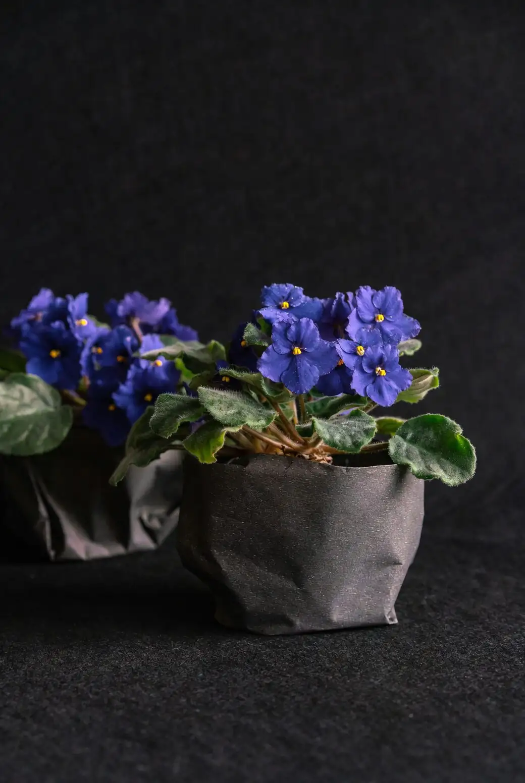 Gesneriad Dream Team: Pairing Streptocarpus with African Violets and Friends