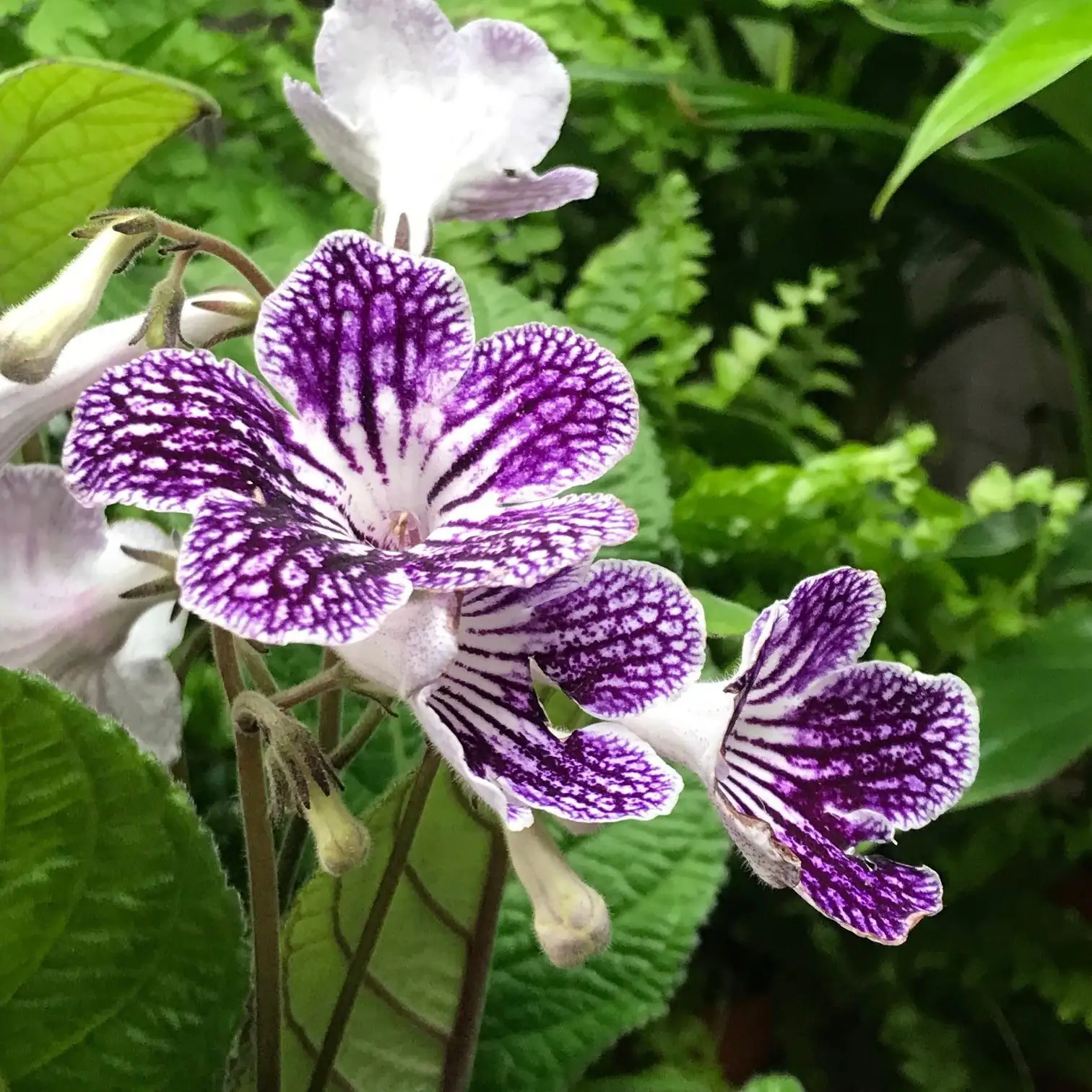 mealybugs on Streptocarpus close-up