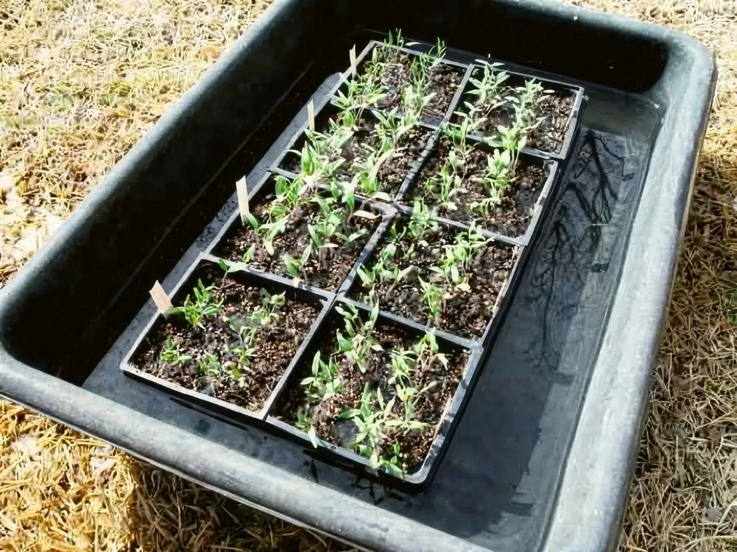 Streptocarpus bottom watering tray