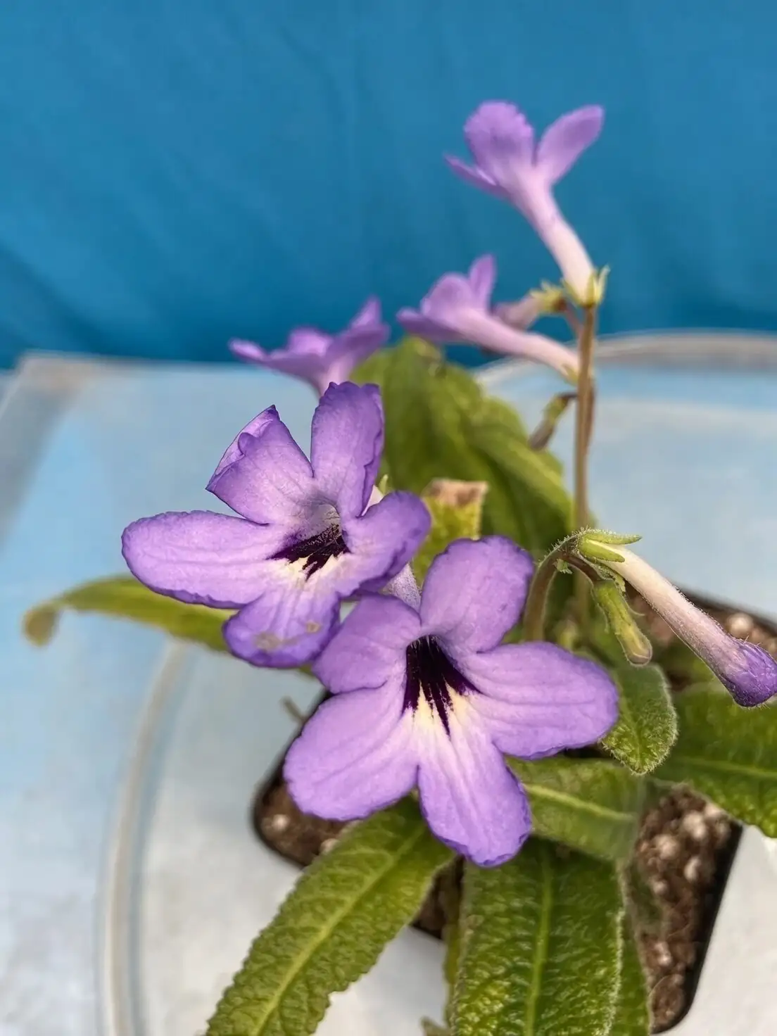 streptocarpus compact rosette small pot