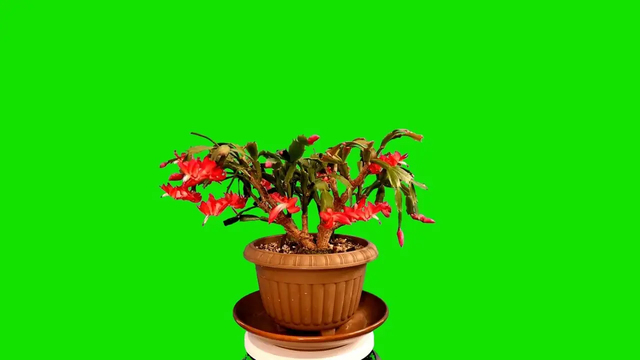 streptocarpus bottom watering pot