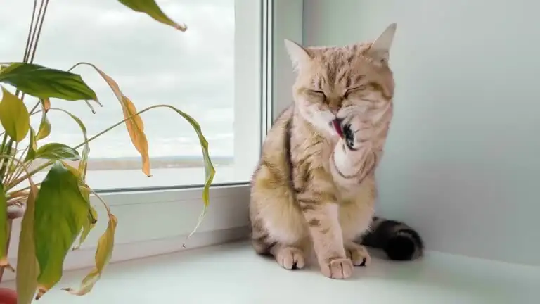 Pretty and (Mostly) Pet-Safe: Cape Primrose for Animal-Loving Plant Parents