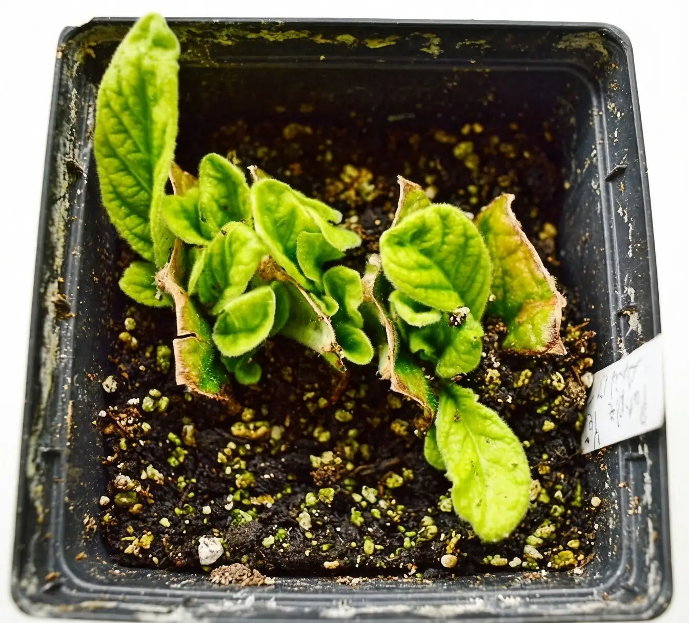 streptocarpus leaf cuttings propagation box