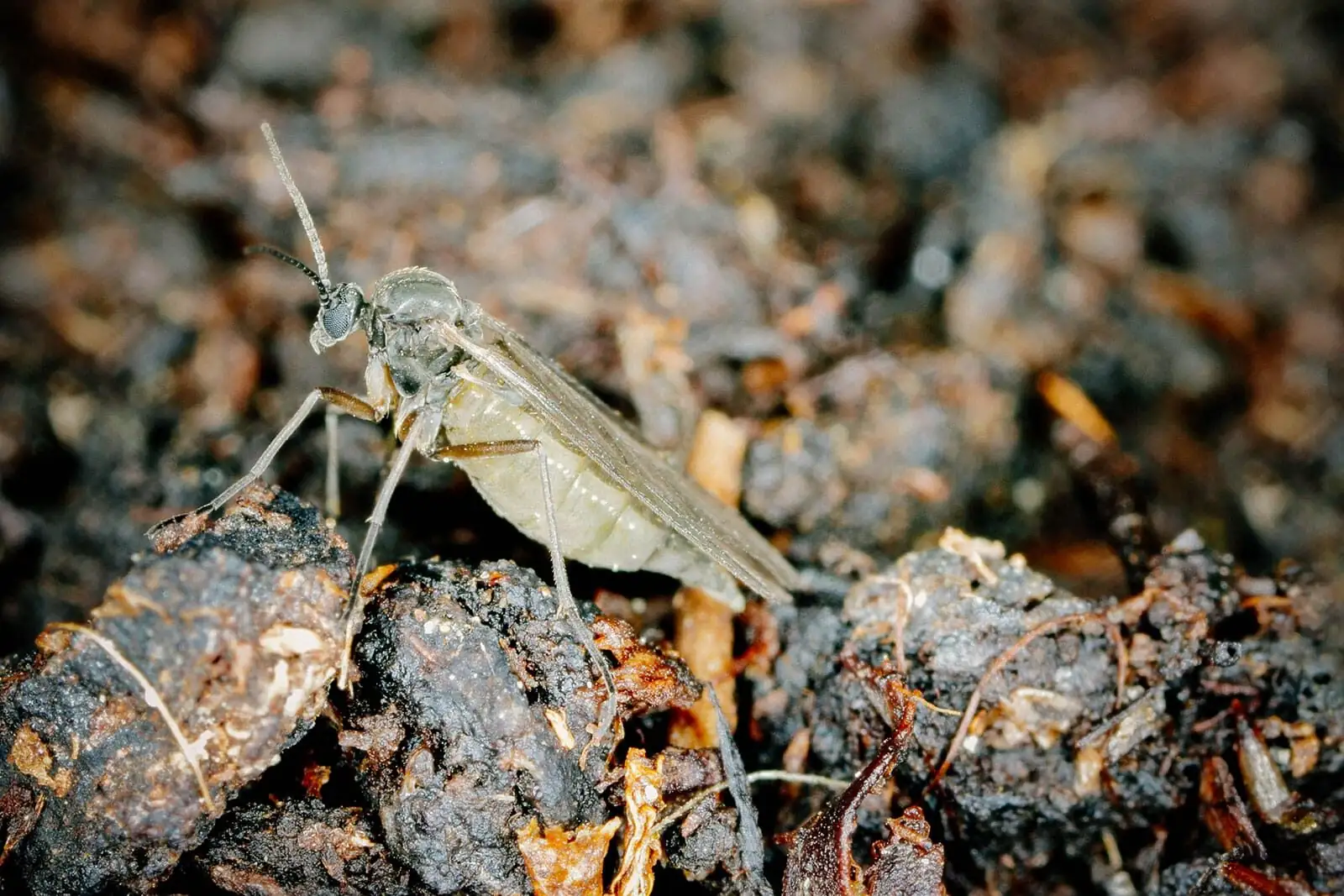 streptocarpus fungus gnat soil