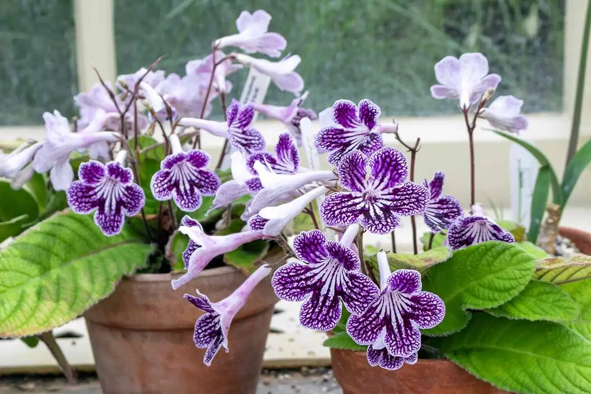 cape primrose assorted colors windowsill