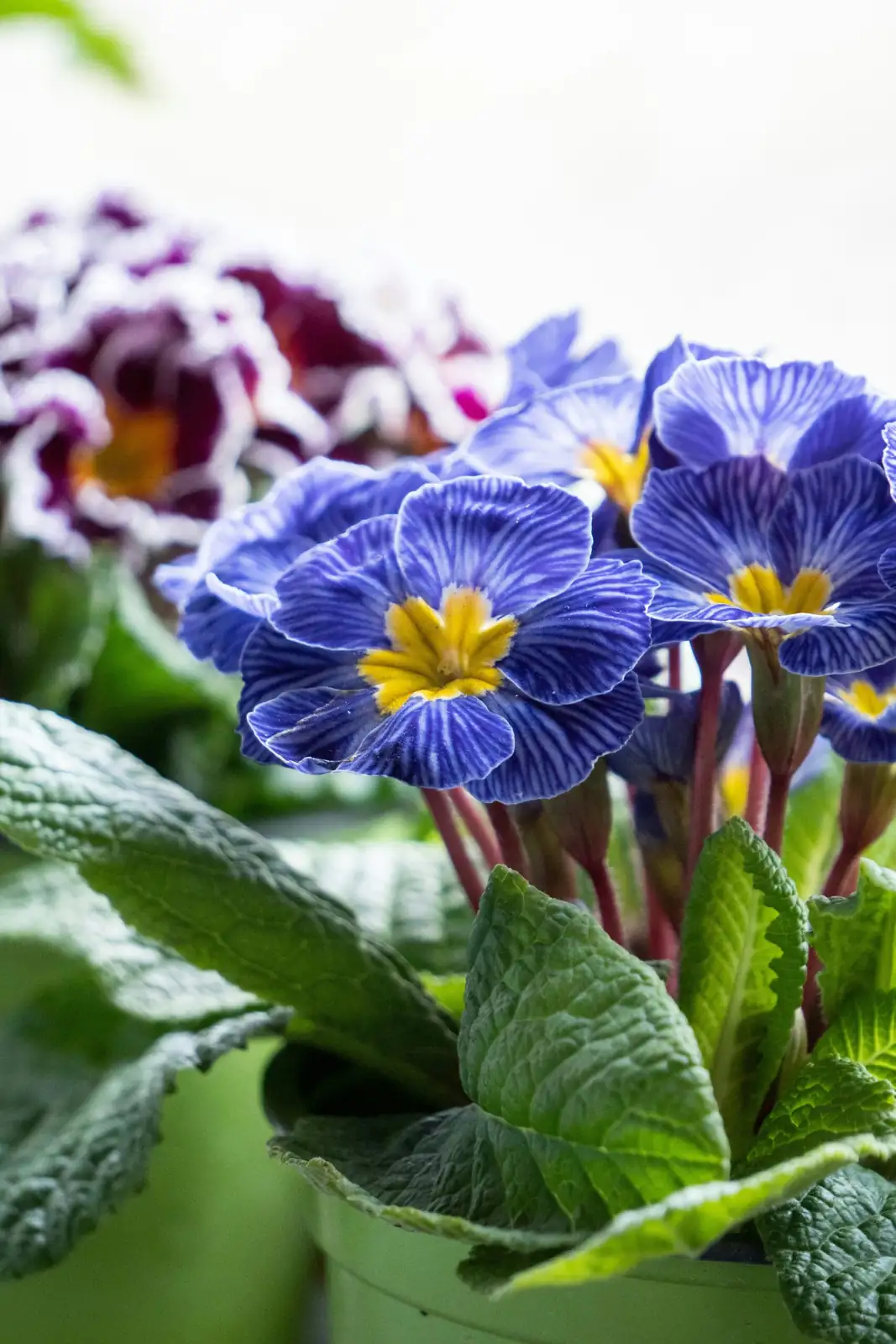 cape primrose bottom watering tray