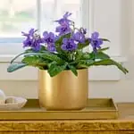 cape primrose ceramic pot gift