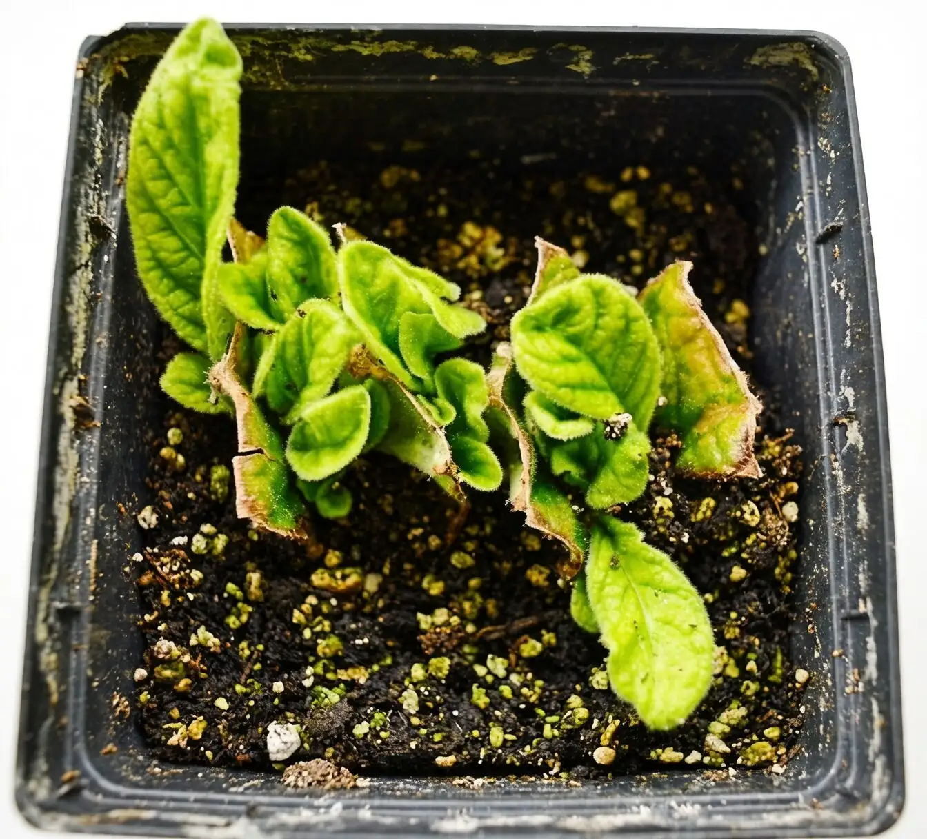 streptocarpus fan cut propagation