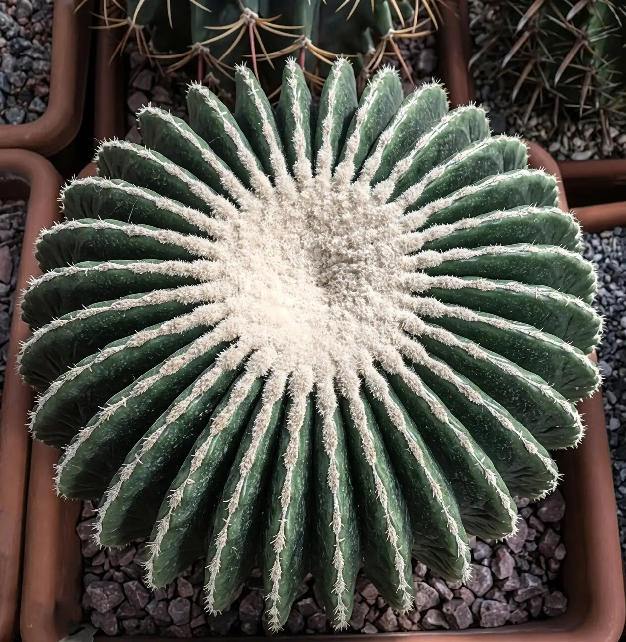 From Sunbathing to Sips: The Sandcastle Cactus Care Playbook (When the Species Is a Mystery)