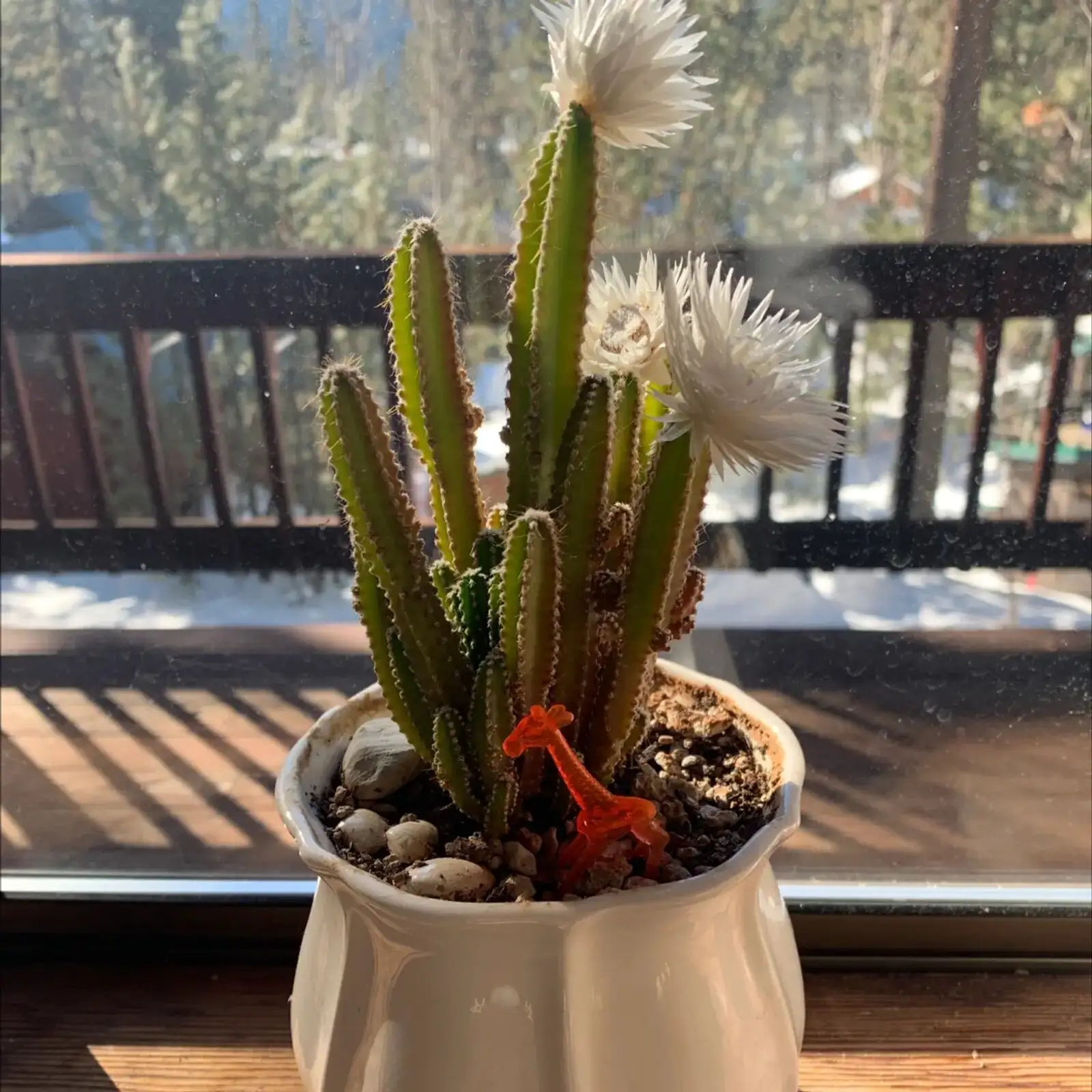 sandcastle cactus south window sunlight
