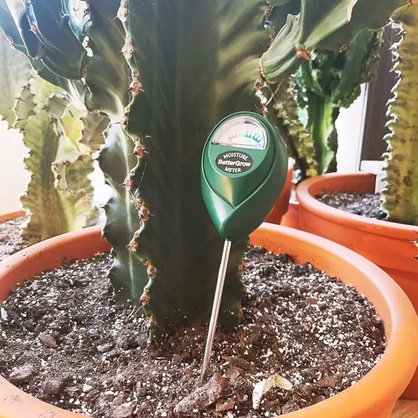 sandcastle cactus chopstick soil dryness test