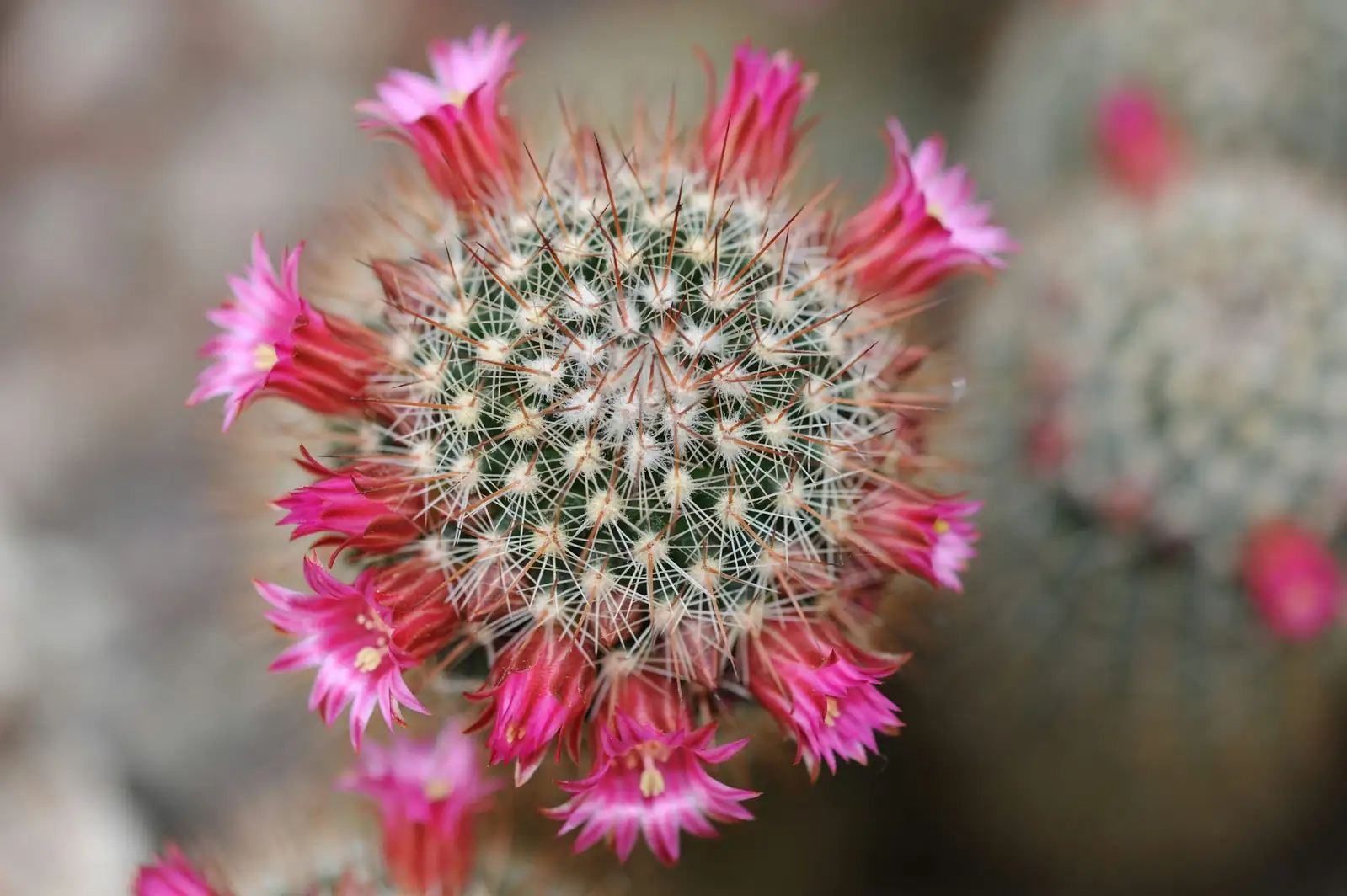 sandcastle cactus pink flower close up