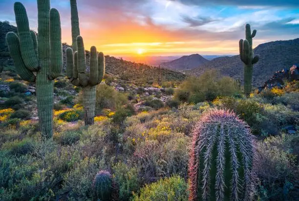 Mealybugs in the Moat: Rescue Tactics for a Sandcastle Cactus Under Siege