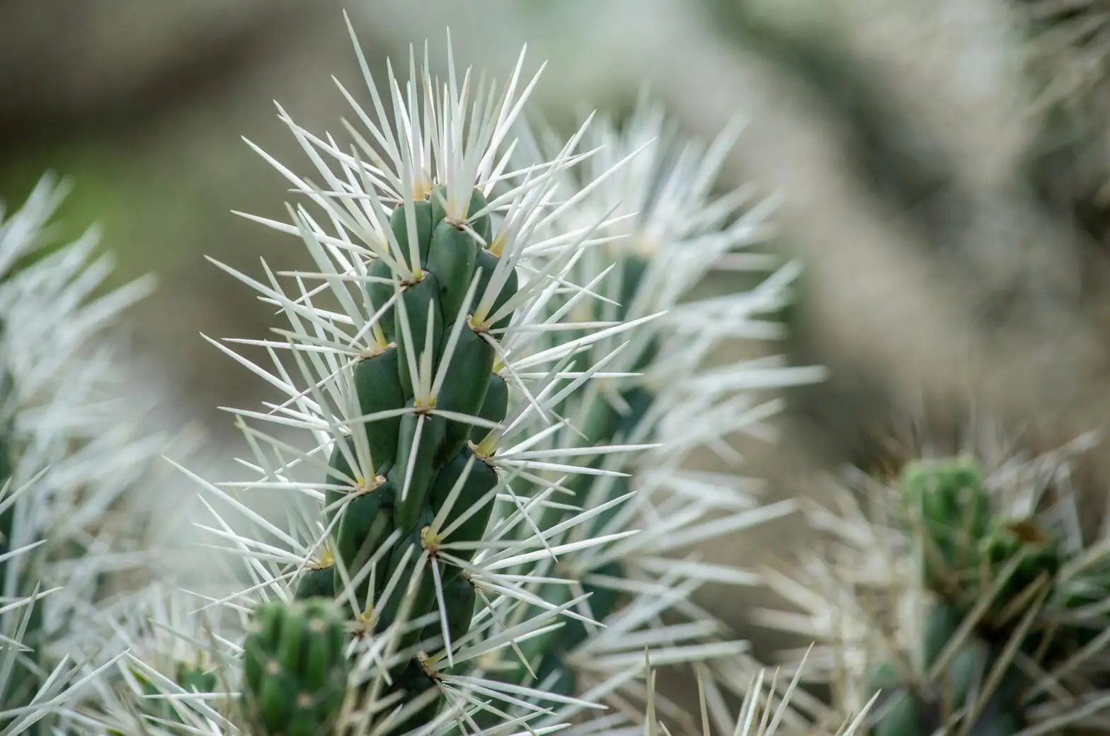 sandcastle cactus mealybugs cotton swab