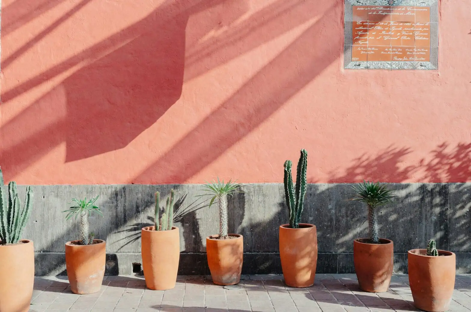 sandcastle cactus terracotta pot fan