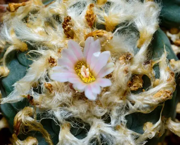 sandcastle cactus pink flower close-up