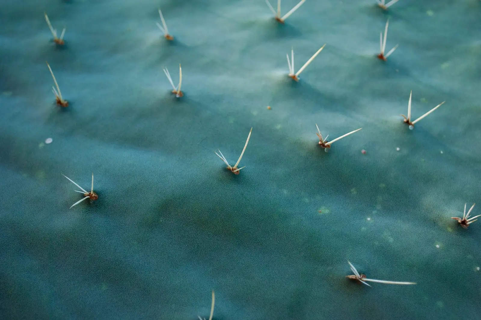 What on Earth Is a ‘Sandcastle Cactus’? Inside the Curious World of Trade Names and Oddball Nursery Selections
