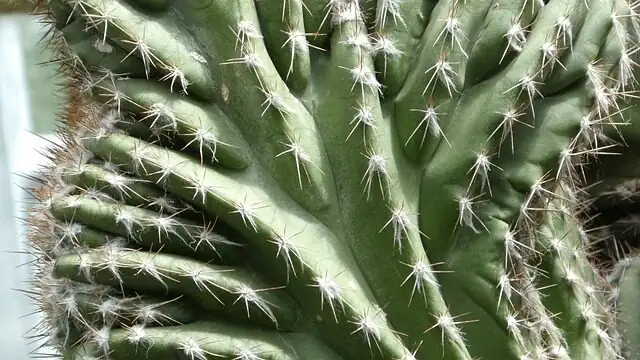 sandcastle cactus ribs areoles macro