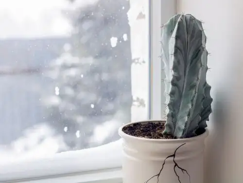 sandcastle cactus watering windowsill sunlight
