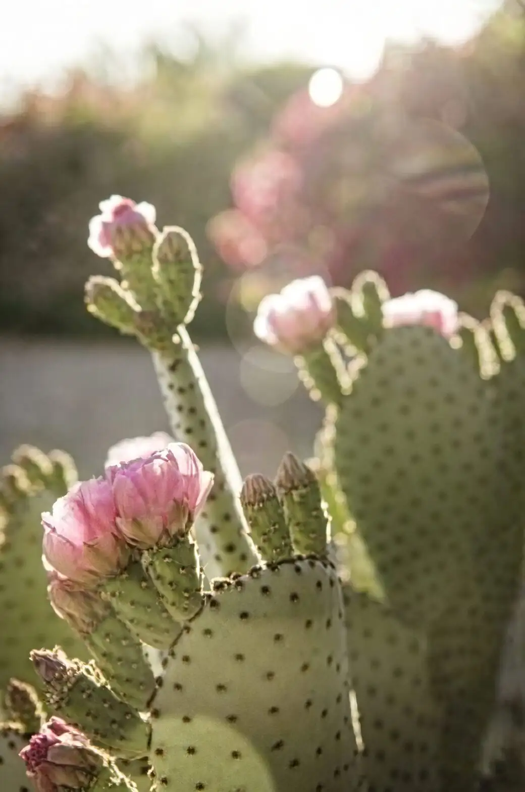 sandcastle cactus pink flower close-up
