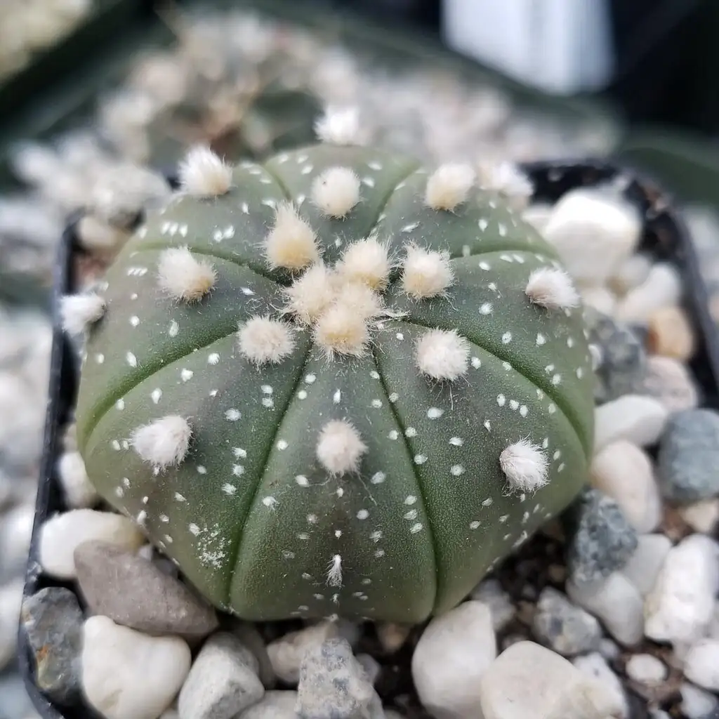 sandcastle cactus offsets cluster close-up