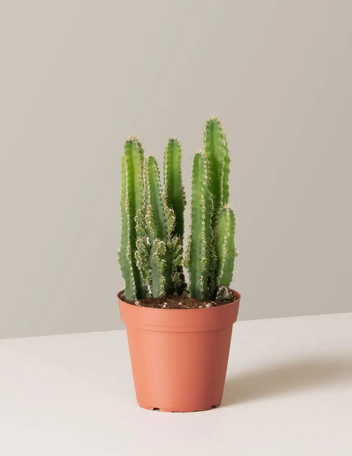 sandcastle cactus sunny windowsill pot