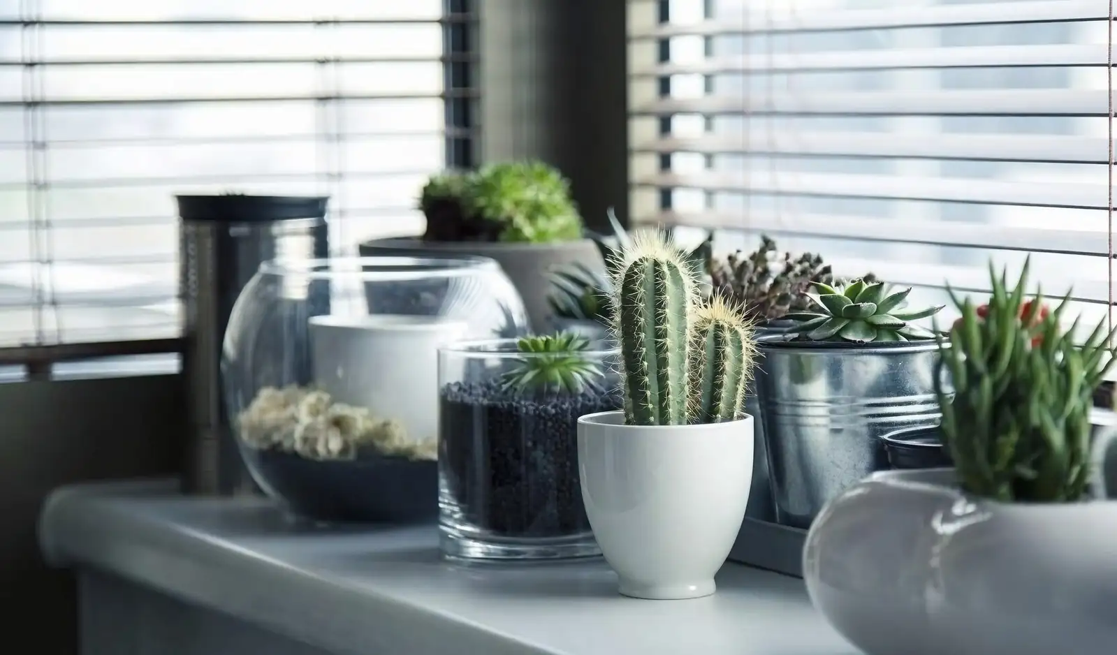 sandcastle cactus shelf top dressing