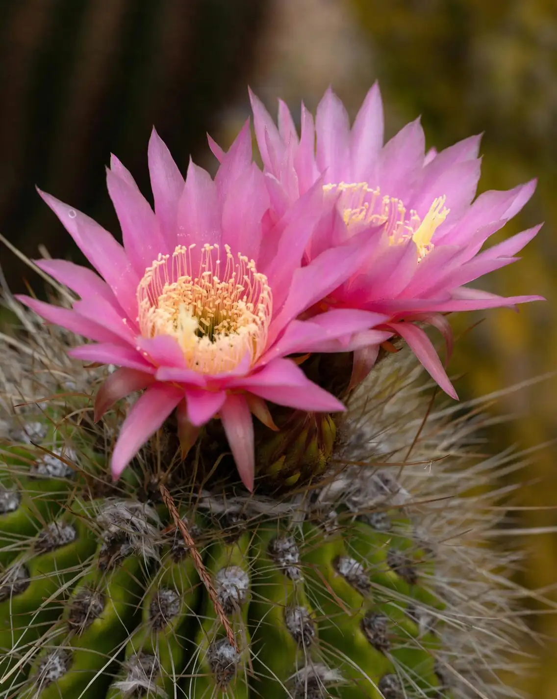 Spines, Strength, and Secret Softness: Cactus Flower Language and the Meaning of a ‘Sandcastle’ Bloom
