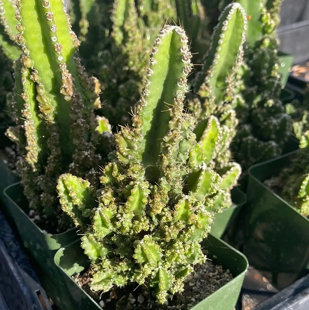 sandcastle cactus clustered turrets close-up