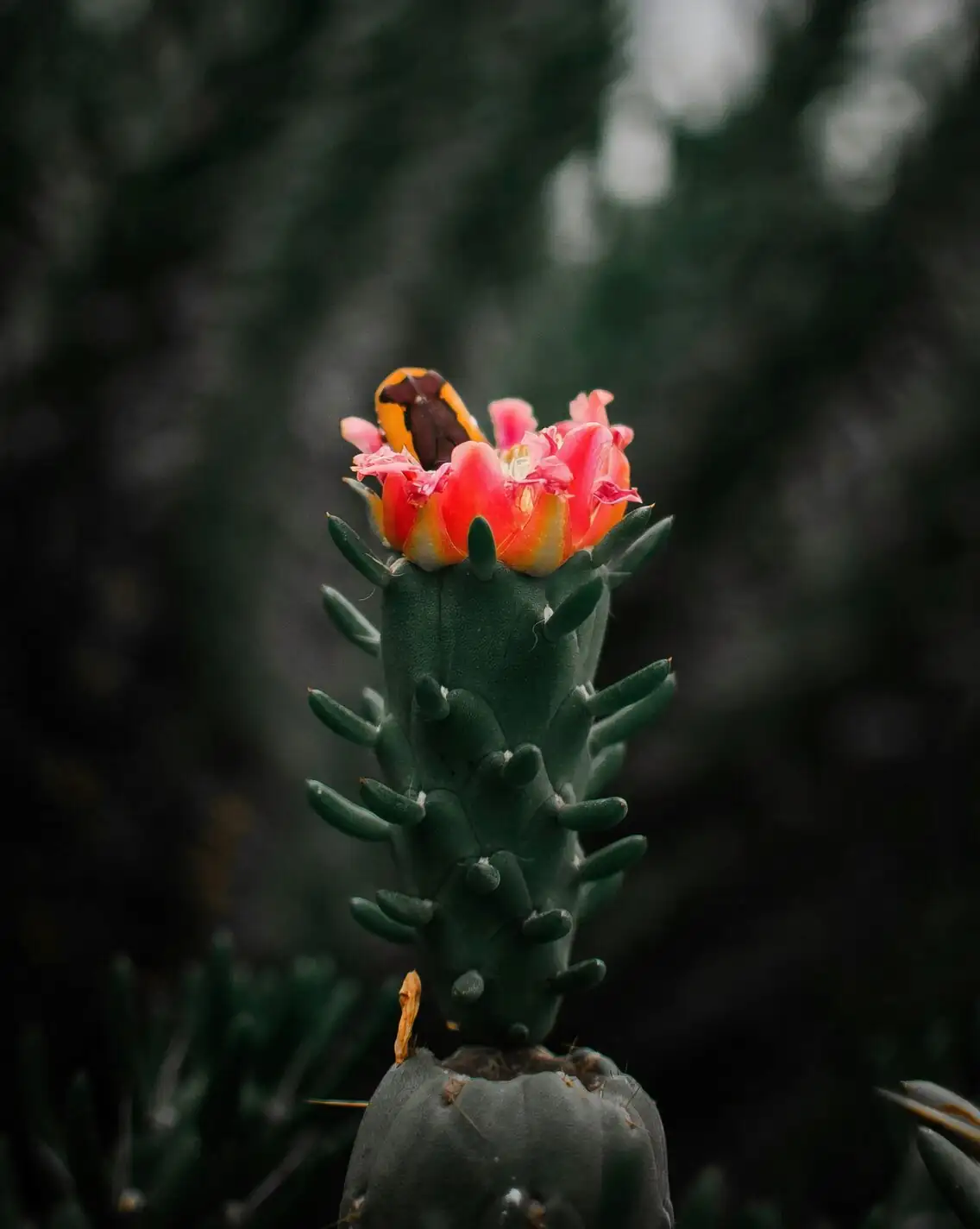 sandcastle cactus pink flower macro