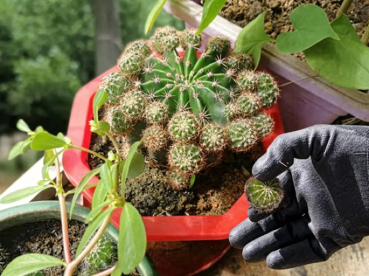sandcastle cactus pup removal hands