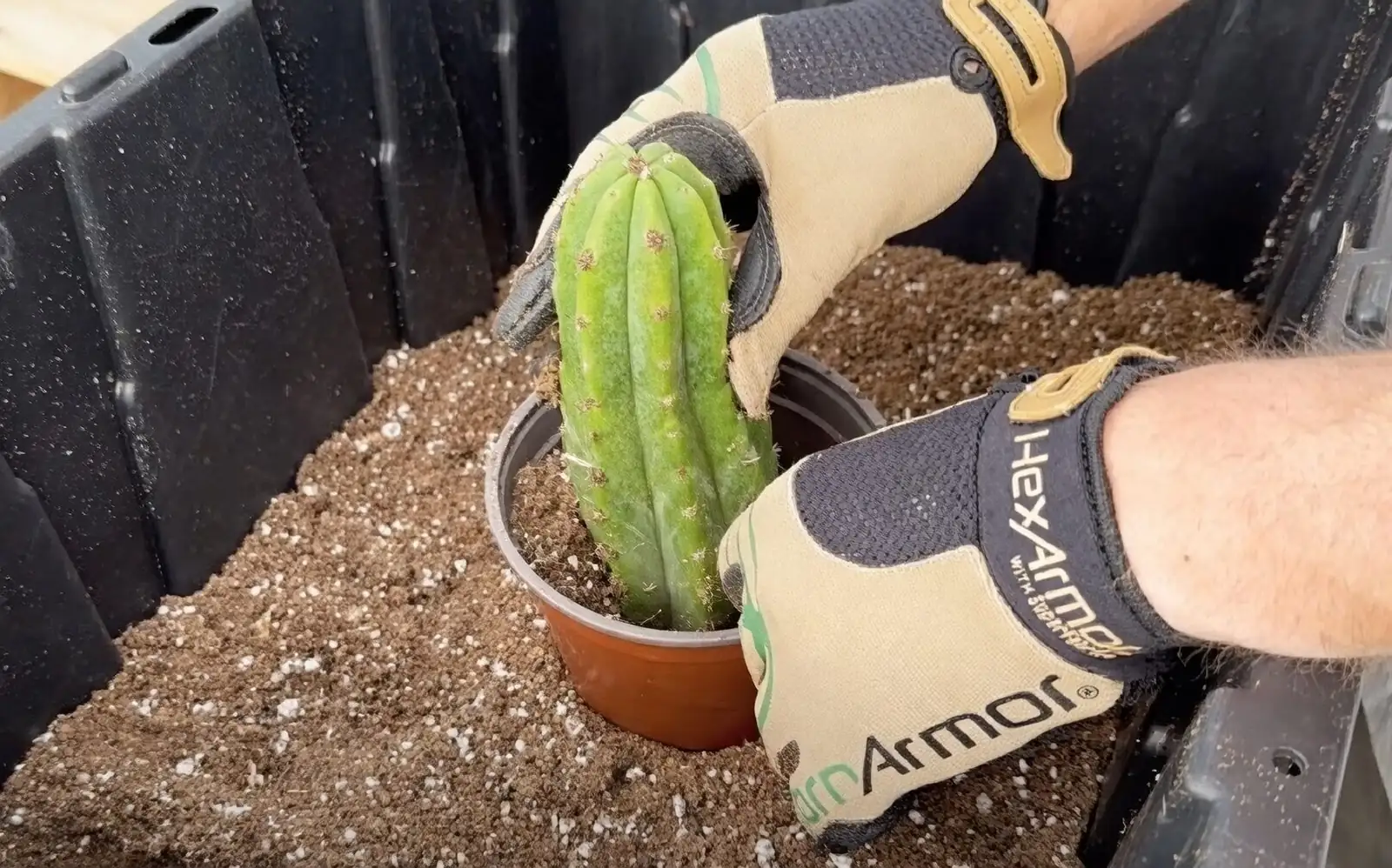 sandcastle cactus callused cut base