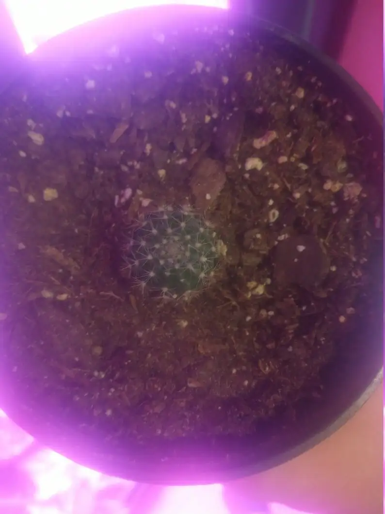 sandcastle cactus pup on dry mix