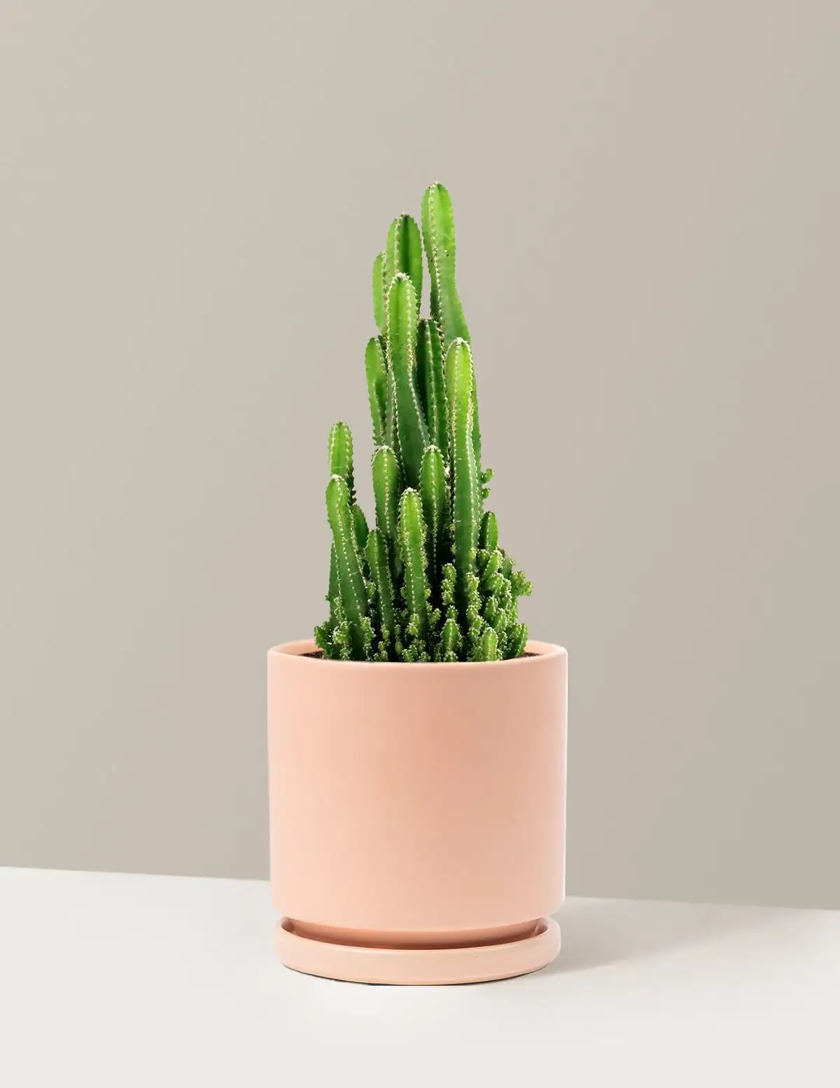 Desert Architecture on Your Desk: Styling a Sandcastle Cactus in Small Spaces
