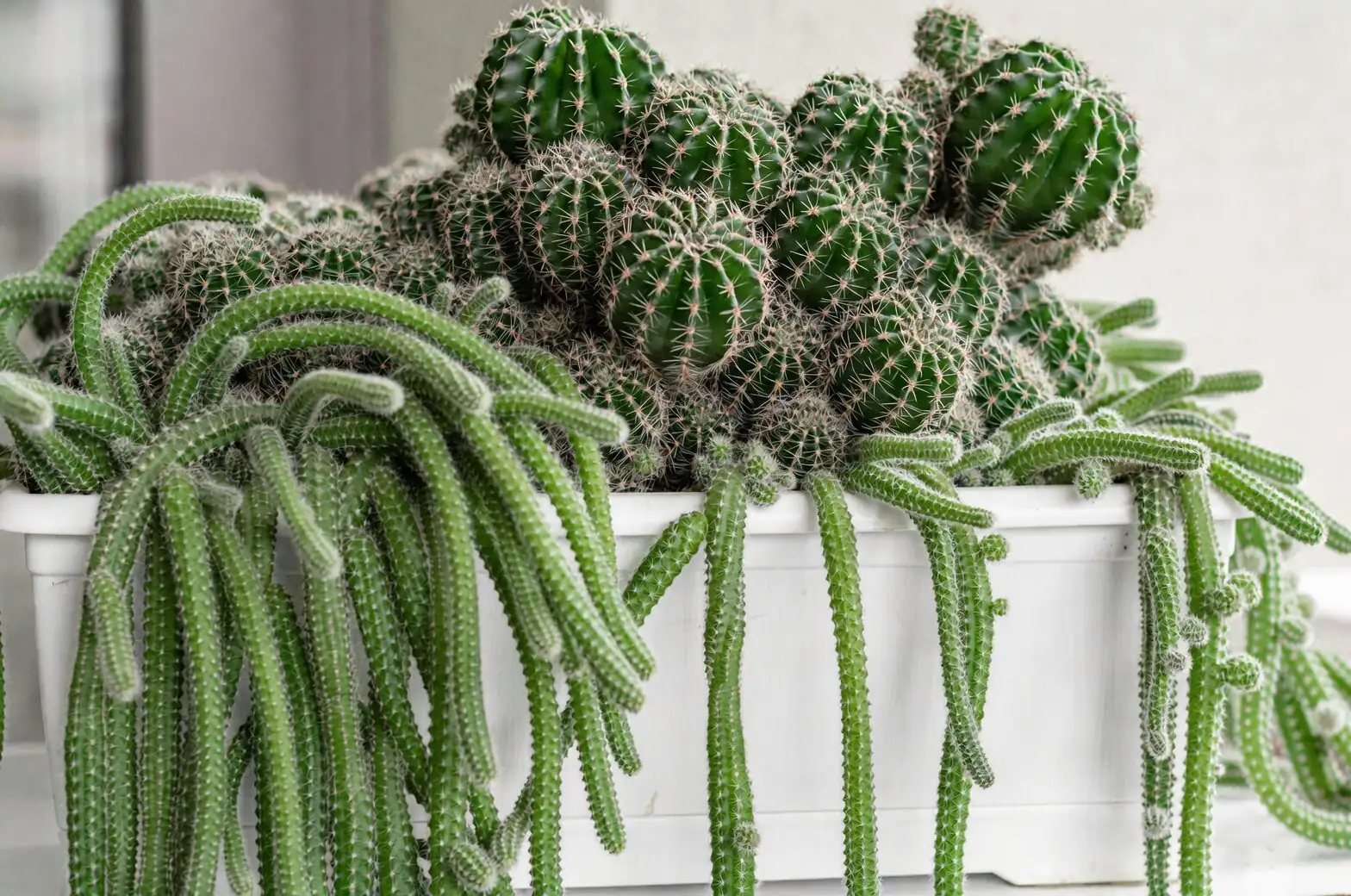 sandcastle cactus low bowl planter