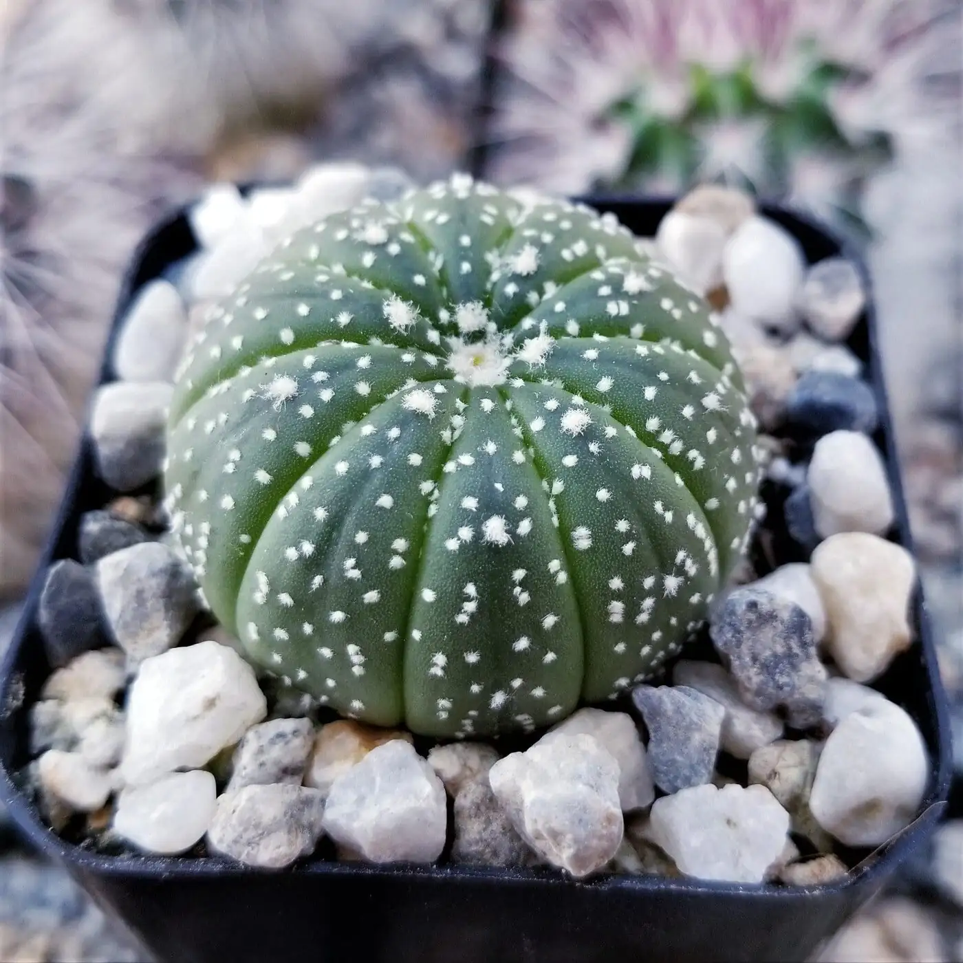 sandcastle cactus gravel top-dressing close-up