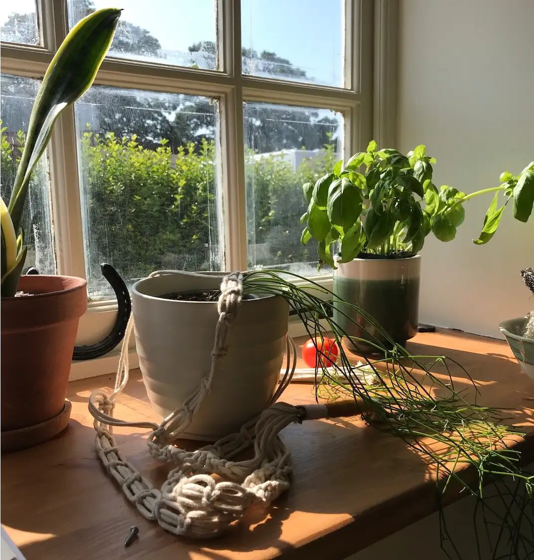 sandcastle cactus south-facing windowsill sunlight