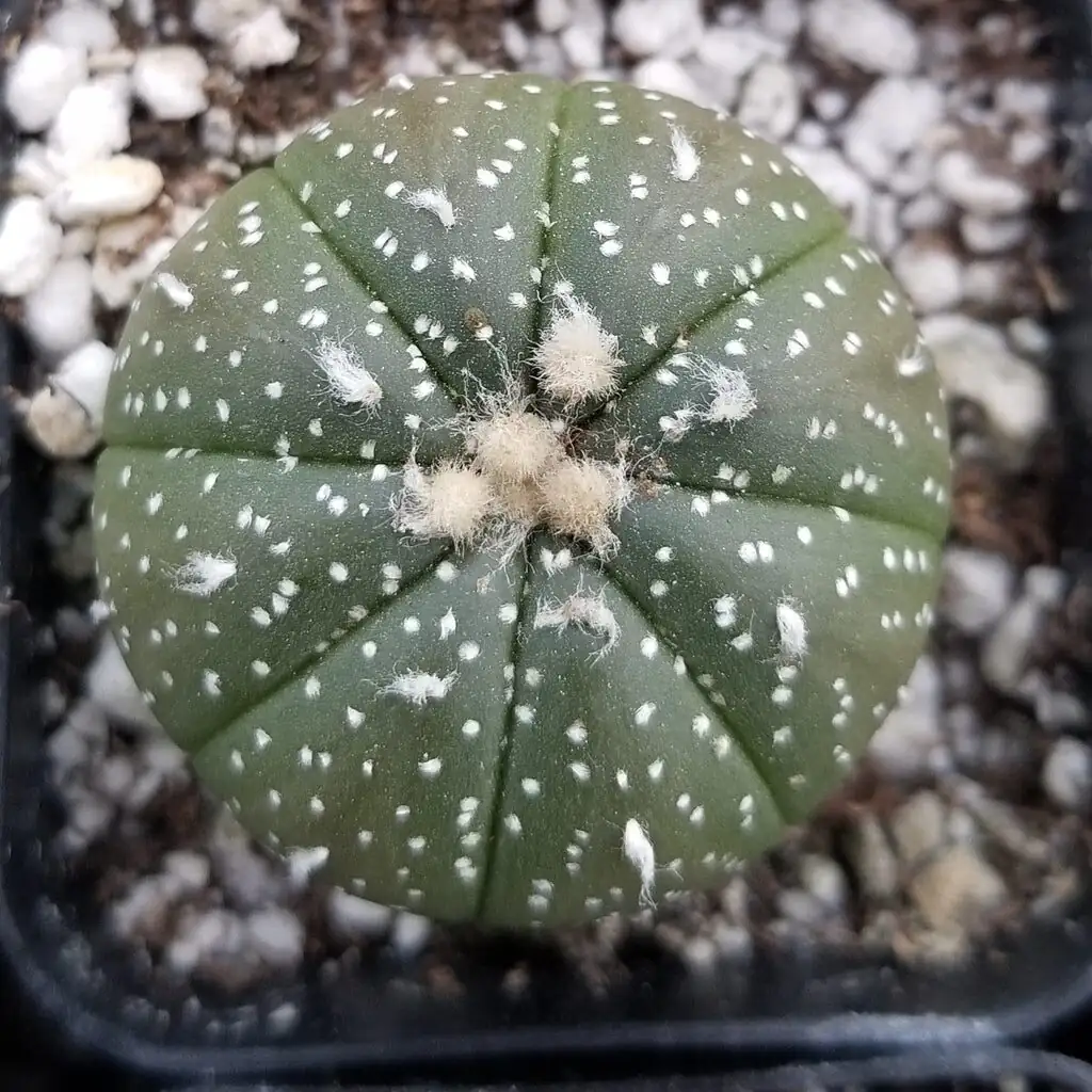 sandcastle cactus offset propagation close-up
