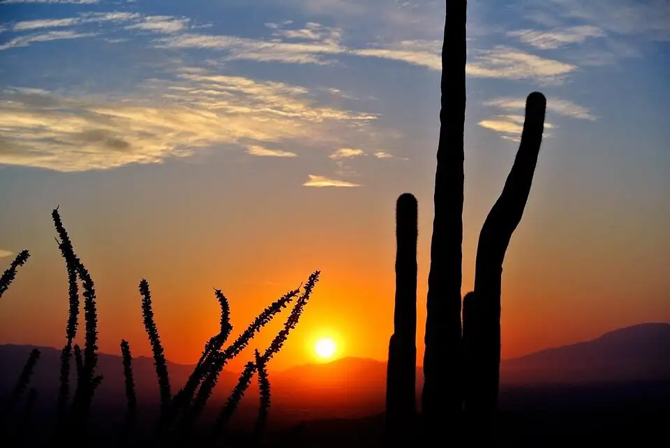 sandcastle cactus outdoor morning sun