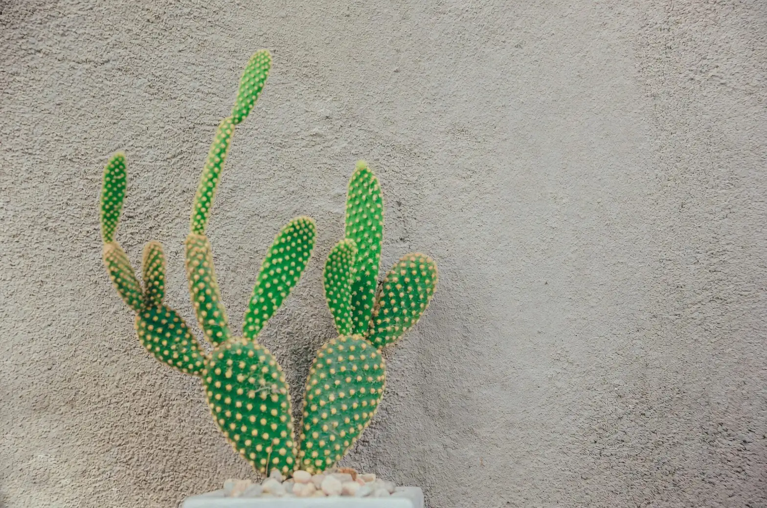 sandcastle cactus soil moisture test