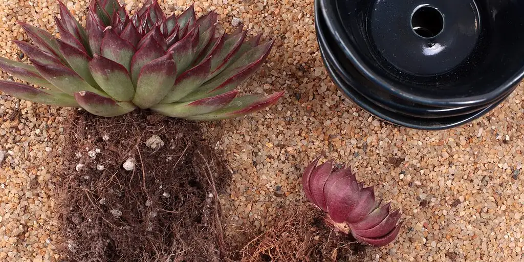 sandcastle cactus gritty soil terracotta