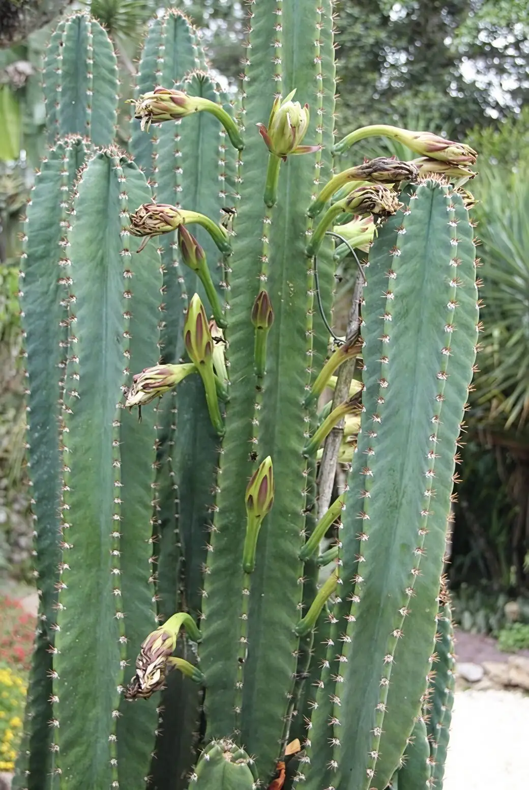 sandcastle cactus offset propagation callus