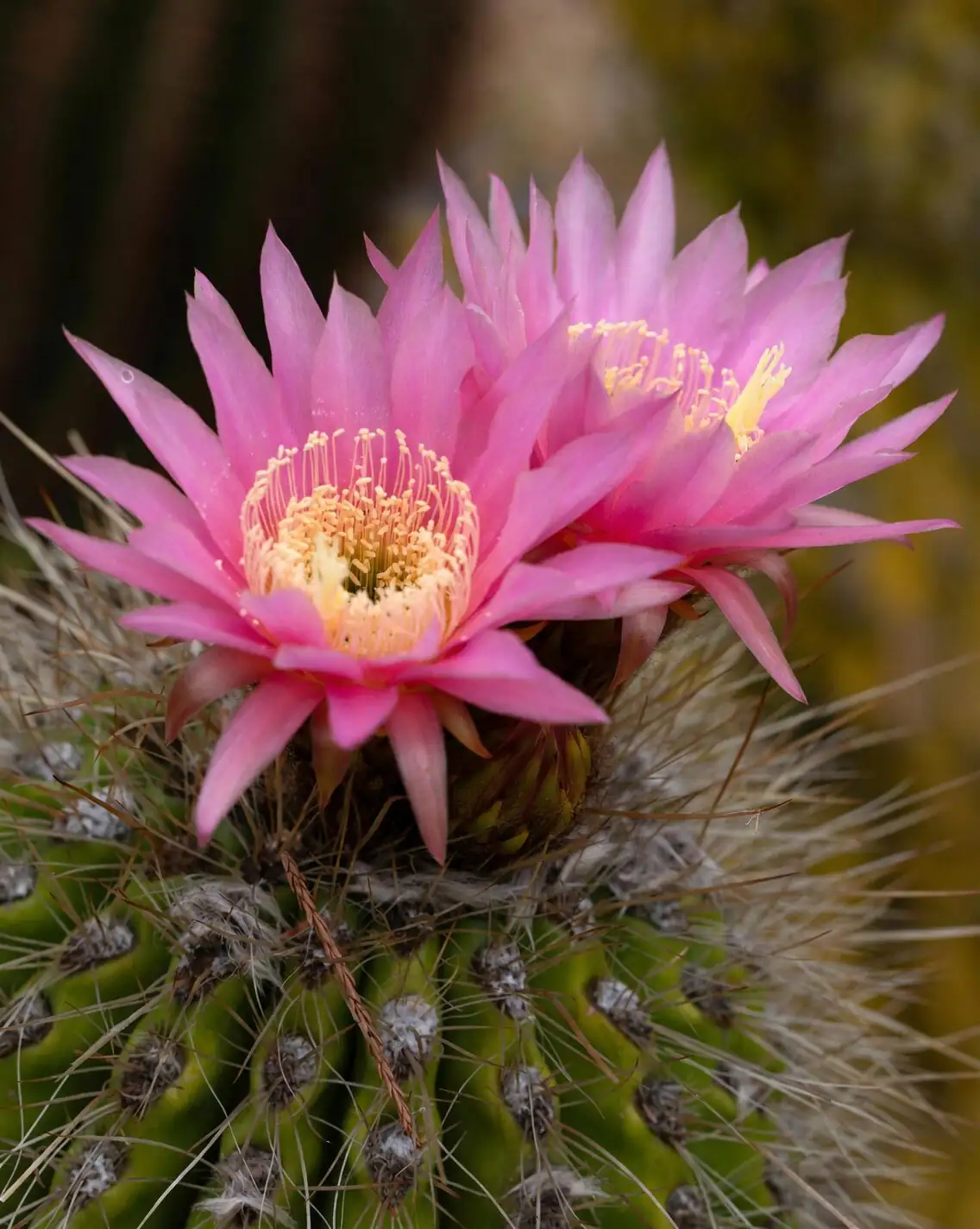 sandcastle cactus pink flower close-up