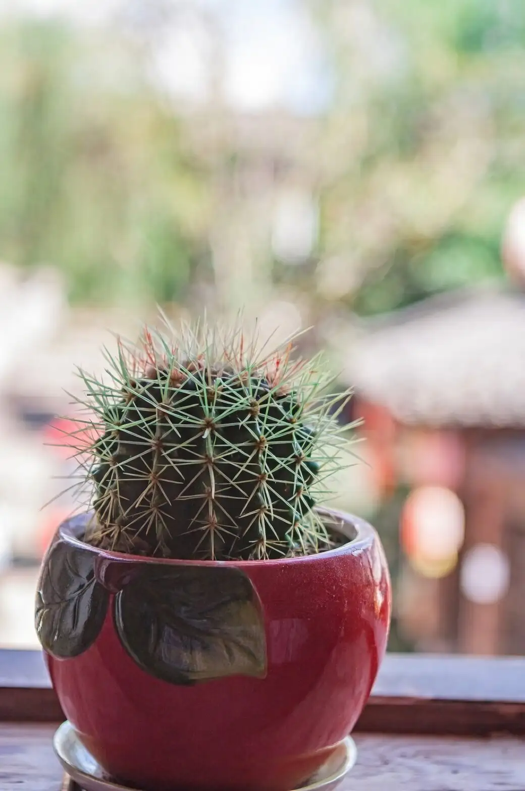Is My ‘Sandcastle Cactus’ Something Else? Smart ID Tips for Trade-Name Plants
