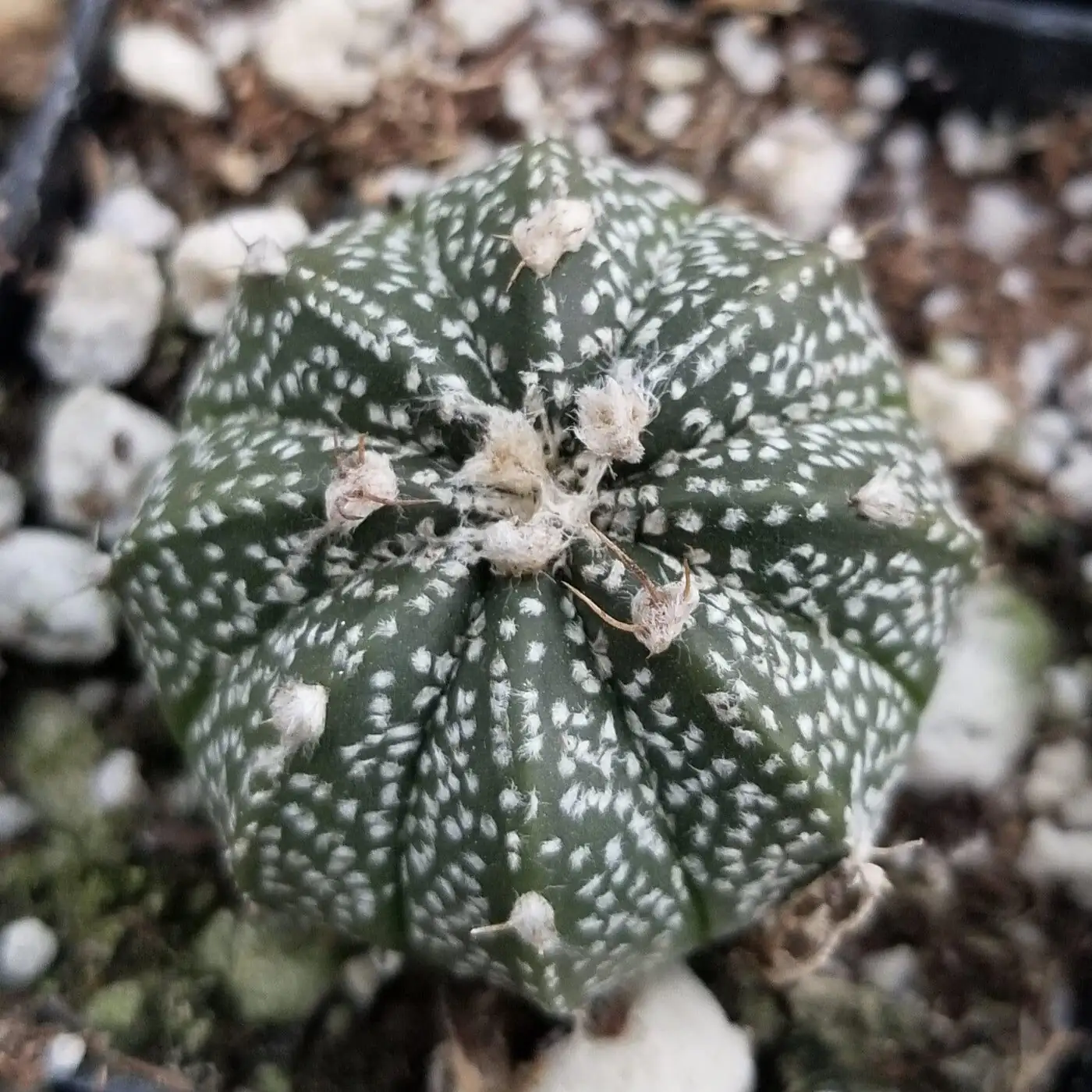 sandcastle cactus side view with ruler