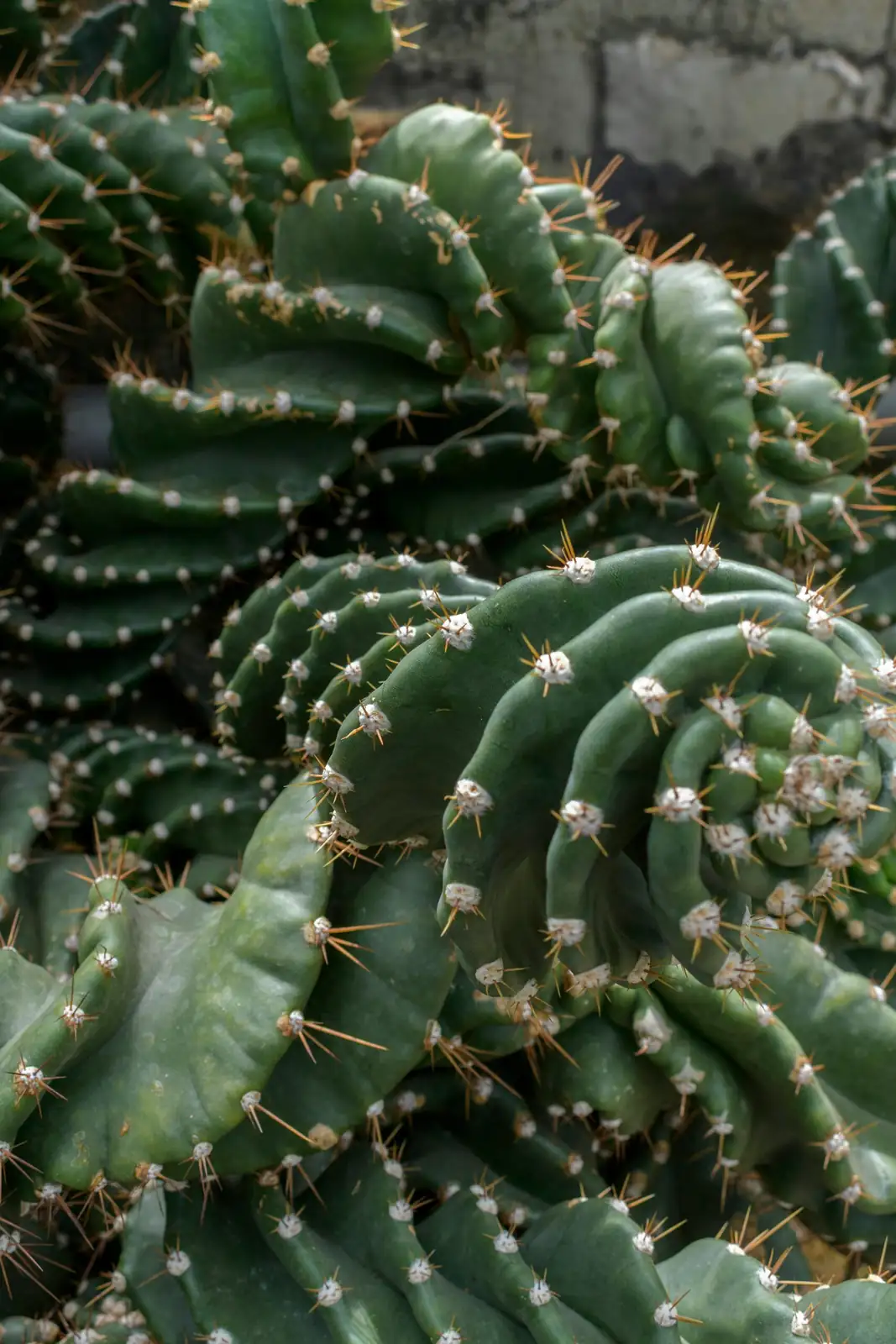 sandcastle cactus areoles spine macro
