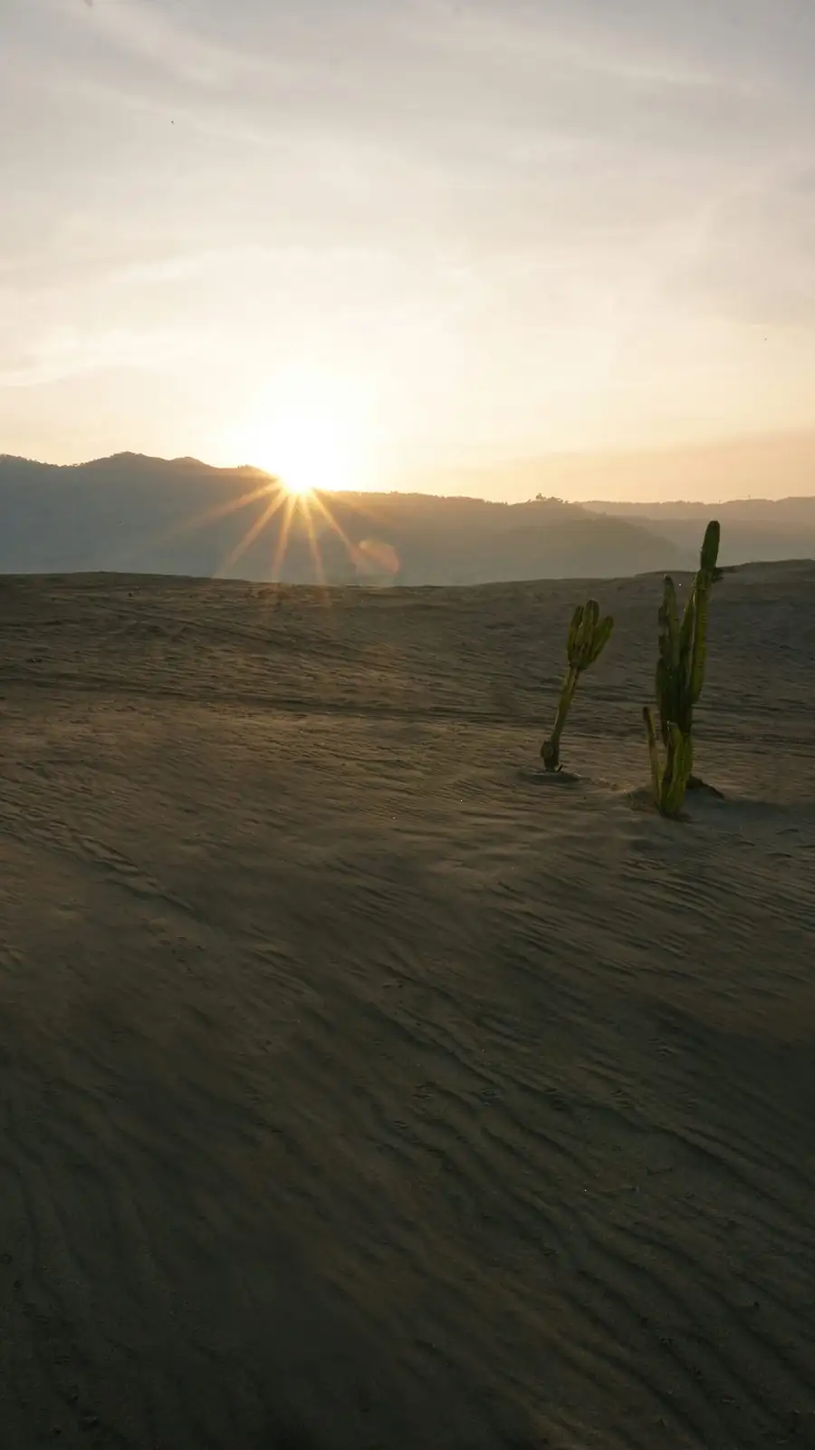Sun-Kissed, Not Sunburned: Hardening Off Your Sandcastle Cactus for Patio Season