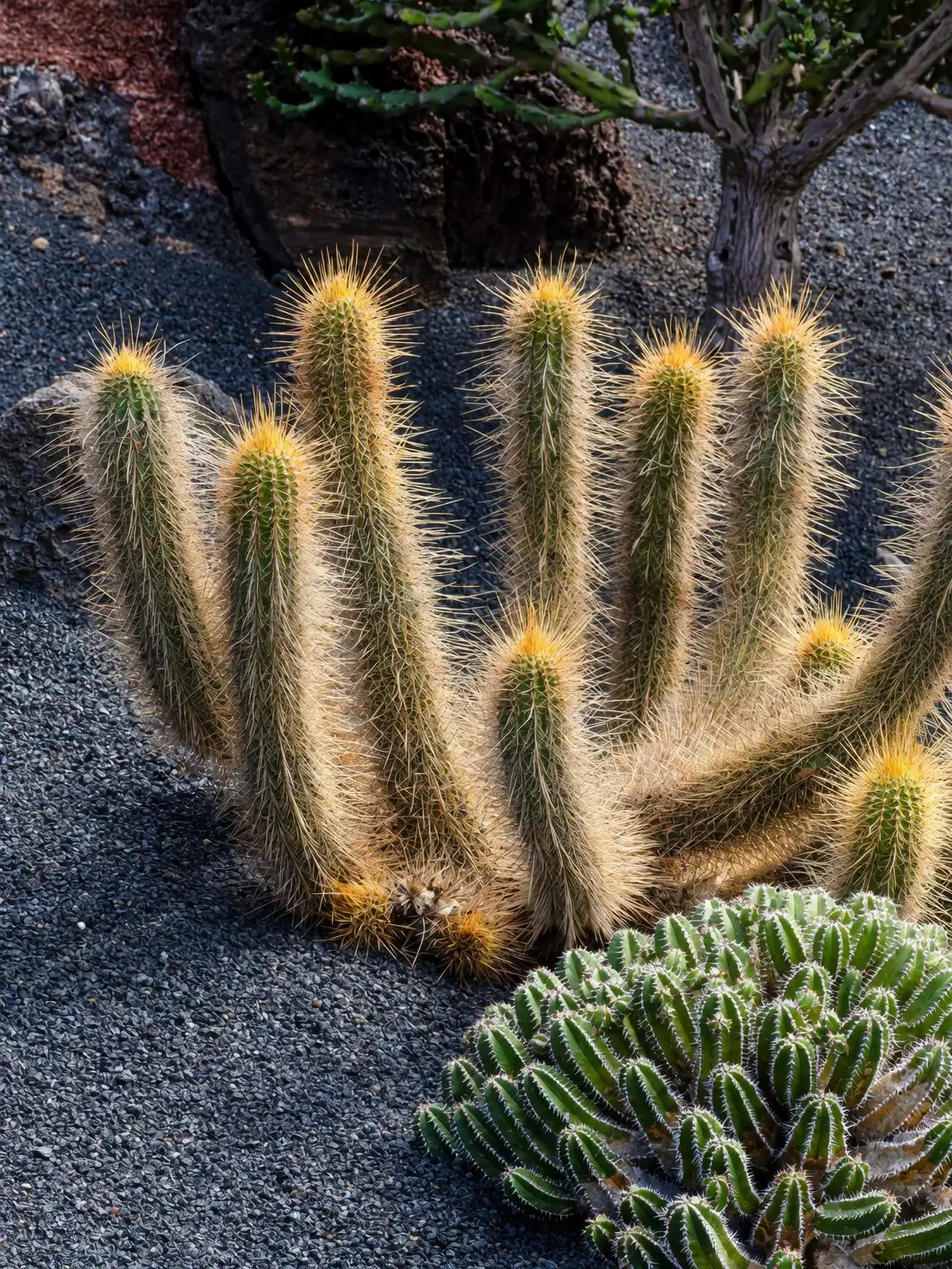 sandcastle cactus anchored pot windbreak