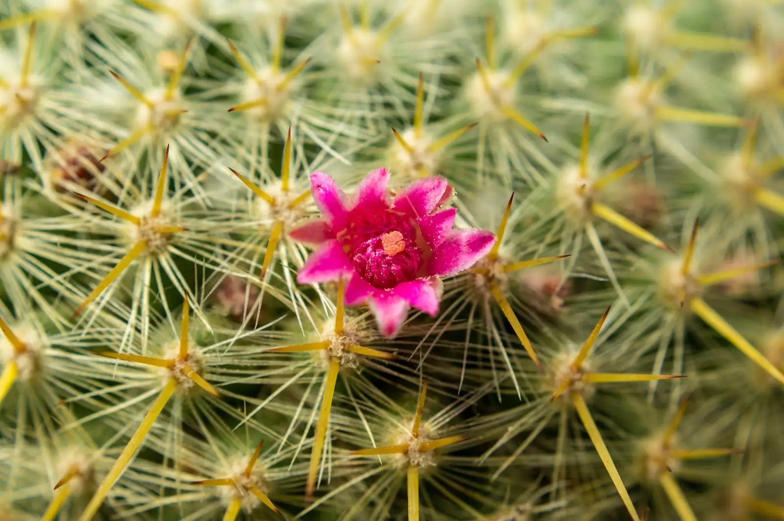 sandcastle cactus pink flower close-up